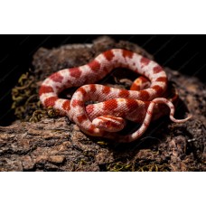 Serpiente del maizal - Guttata Albina het snow - Pantherophis guttatus